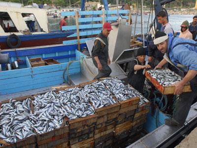 Le secteur de la pêche en recul à Annaba En dépit de ses énormes potentialités