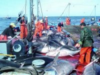 Pêche au thon : les normes techniques des thoniers algériens fixées au JO