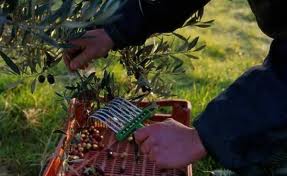 Production oléicole et agrumicole : Nette hausse durant la campagne 2012/2013