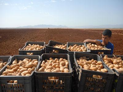 Le Syrpalac risque de perdre de son efficacité Manque de chambres froides pour le stockage de la pomme de terre