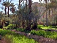 Agriculture saharienne : trois grands programmes de développement au profit de 10 wilayas du Sud