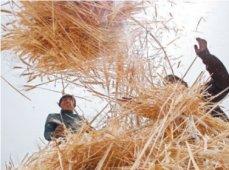 أكثر من 1600 موال بتيارت يستفيد من الدعم بالشعير