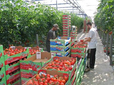 Près de 3 milliards de dinars de subventions détournés Soutien à la production dans la filière tomate industrielle