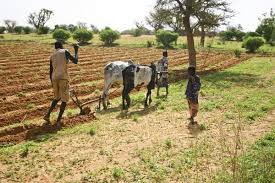 Batna : 2 000 hectares de terre arable menacés de sécheresse