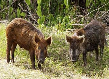 الخنازير تنبئ فلاحي شعبة اخلف بعمر في البويرة بموسم أبيض