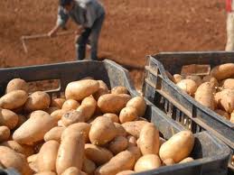 Constantine : 4 000 quintaux de pomme de terre de saison attendus