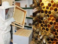 Intérêt croissant pour la filière apicole dans le Sud du pays