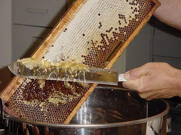 Algérie - La filière apicole dans le Sud du pays fait l'objet d'un intérêt croissant