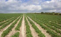 RELIZANE : 1 353 terres agricoles mises en concession