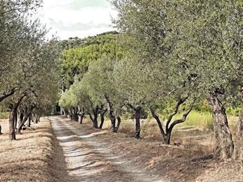 ça baigne dans l'huile aux Pins Maritimes 1ER SALON INTERNATIONAL DE L'OLEICULTURE