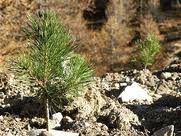 Batna/Biskra : Reboisement de 900 hectares pour la protection des bassins