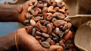 Marché mondial des produits alimentaires : Le cacao au plus haut depuis 5 mois