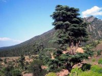500 millions pour l'entretien de la forêt de Bouhriz Sidi Bel Abbès