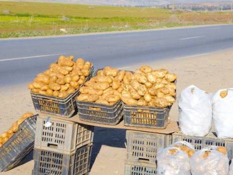 Effondrement du marché de la pomme de terre L'importation de 160 000 tonnes de semences en serait la principale cause