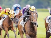 Cagnotte au quadrio Les courses à Tiaret