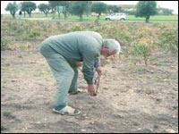 La désillusion des agriculteurs  de Aïn Témouchent