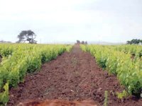 Création de nouvelles exploitations agricoles : près de 400.000 hectares identifiés