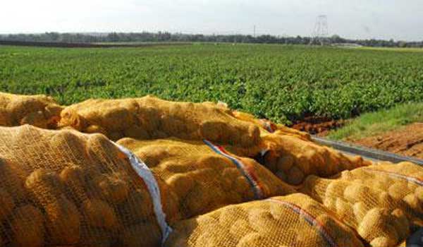 Trop de pomme de terre en Algérie, pas assez au Maroc et en Tunisie