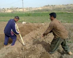 منتجو البطاطا في غليزان يشتكون انعدام اليد العاملة في وقت تعرف أسعار المبيدات أثمانا خيالية