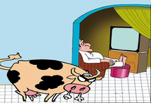 Un jeune vole une vache et la cache dans sa chambre à Tissemsilt