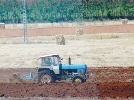 Les prévisions tablent sur de bons rendements céréaliers Aïn Témouchent
