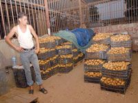 Dans le but de réguler le marché national 250 000 tonnes de pomme de terre seront stockées