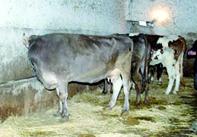 Près de 20 millions de litres de lait en 2011 GHARDAIA, Direction des services agricoles