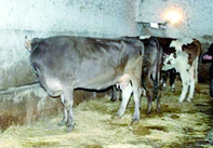 Près de 20 millions de litres de lait en 2011 GHARDAIA, Direction des services agricoles