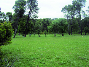 Un jardin botanique pour l'arboretum CONSTANTINE, Djebel El-Ouahch