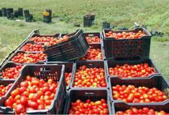 منتوج الطماطم مهدد بالتلف في الطارف موسم جنيها يتزامن وشهر رمضان