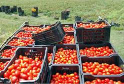 منتوج الطماطم مهدد بالتلف في الطارف موسم جنيها يتزامن وشهر رمضان
