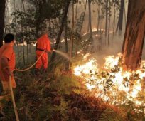 حملة واسعة للحد من حرائق الغابات عبر البلديات