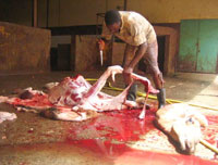 Ghardaïa Délicieuse, la viande cameline