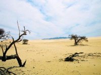 Sahel : L'Algérie partage les préoccupations de ses voisins en matière de lutte contre la désertification