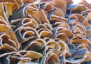 Une industrie qui se meurt L'EXPLOITATION DU LIÈGE EN ALGERIE