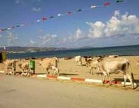 Littoral de Sidi Salem : Pollution, bovins et harraga'