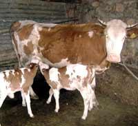 L'insémination artificielle pour sauver la filière du lait