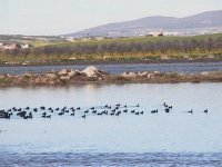 50 sites en Algérie classés sur la liste de Ramsar