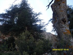 S.O.S la cédraie de Djebel Guettiane en danger