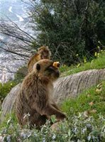 Le singe magot fait des dégâts