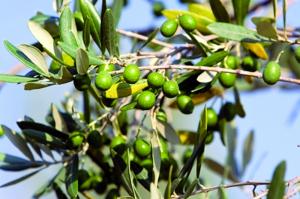 Production des olives en baisse TISSEMSILT, Direction des services agricoles
