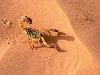 Plus de 50.000 piqûres de scorpion en 2012 dans certaines wilayas des Hauts Plateaux et du Sud