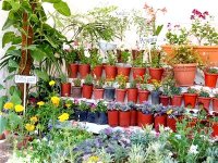 Une centaine d'exposants présents aux prochaines floralies d'Oran