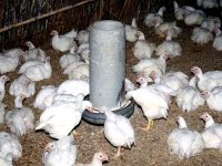 Aliments/Volaille : la facture reste élevée (plus de 1,4 milliard de dollars en 2012)