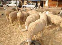 Silence, on engraisse le mouton à tout va