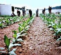 Les céréaliculteurs aspirent à une meilleure accessibilité aux crédits