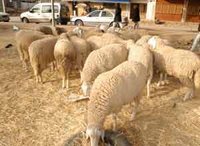 Silence, on engraisse le mouton à tout va