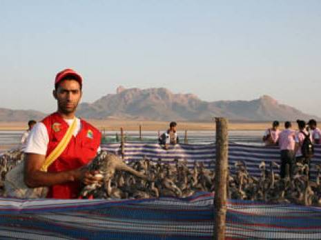 Les flamants roses bouleversent nos connaissances sur les zones humides algériennes Environnement : les autres articles