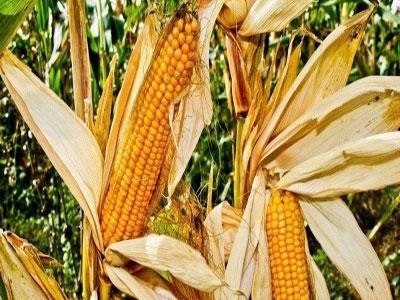 Production de maïs local : une option incontournable et à encourager Devant la hausse de la facture d'importation des aliments de volaille