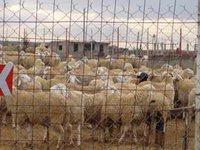 La frénésie du mouton s'installe à Mila